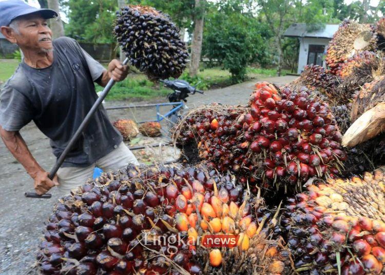 Indonesia Menang di WTO Soal Sengketa Kelapa Sawit