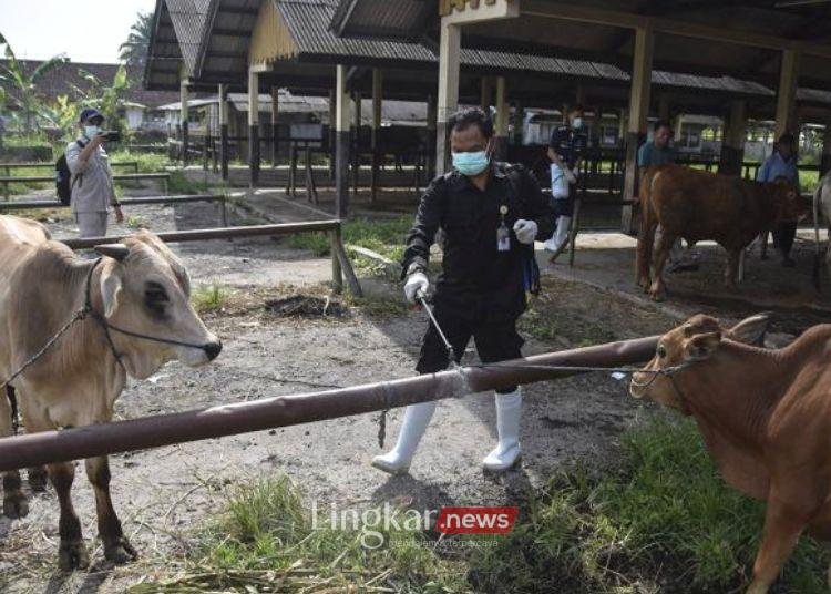 Kasus PMK di Jabar Meningkat, Tersebar di 14 Kabupaten/Kota