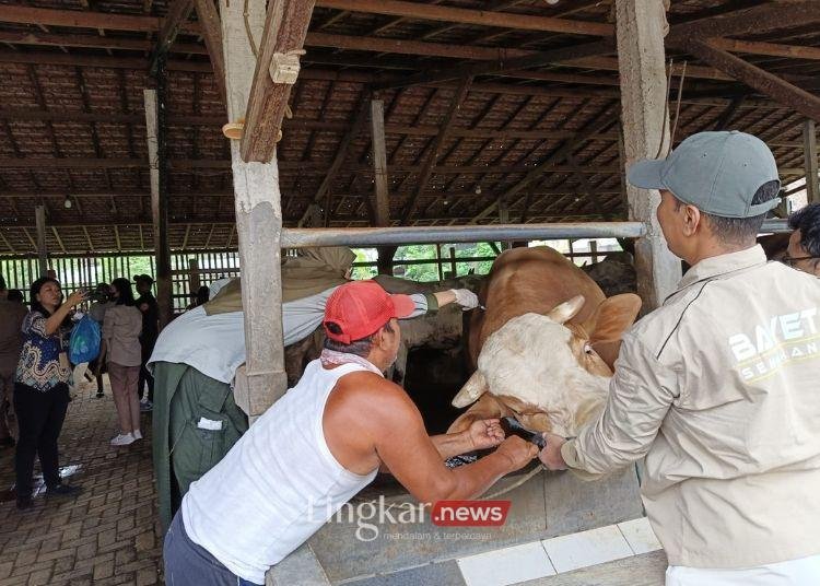 Kasus PMK di Jateng Melandai, Kasus Aktif Tinggal 4.282