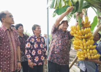 Wagub DIY: Kebun Plasma Nutfah Pisang Jogja Terlengkap di Indonesia, Punya 333 Varietas 6 Wagub DIY: Kebun Plasma Nutfah Pisang Jogja Terlengkap di Indonesia, Punya 333 Varietas