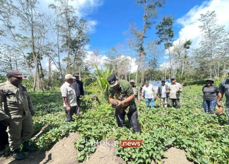 Pemkab Jayawijaya Setop Program Satu Hektare Satu Distrik, Kenapa?