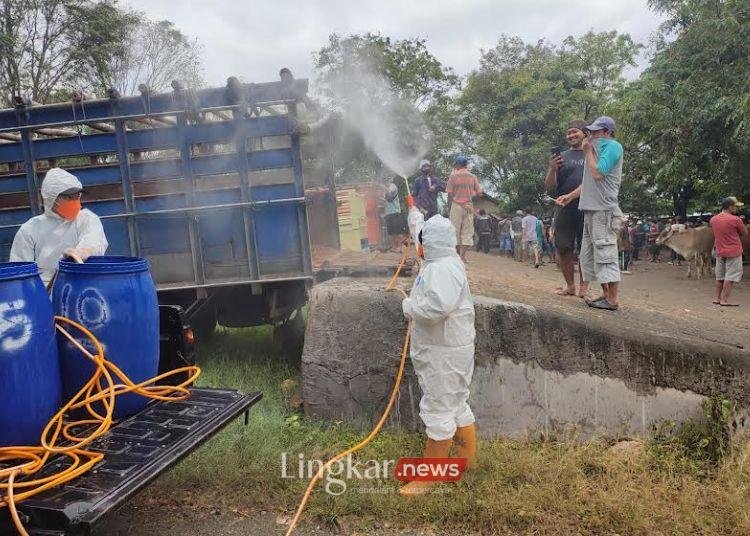 Penyebaran PMK di Jateng Tertinggi Ada di 5 Wilayah Ini