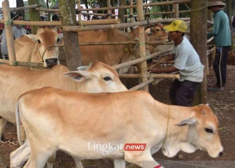 Peternak sapi asal Cikarang, Kabupaten Bekasi, Jawa Barat, memajang ternak di lapak pasar hewan wilayah setempat, Senin. (ANTARA/Pradita Kurniawan Syah).