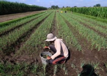Rp300 Triliun Dianggarkan untuk KUR Pertanian, untuk Apa Saja?