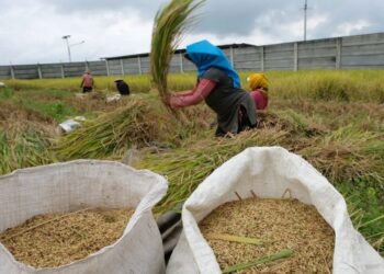 Bulog Cirebon Targetkan Serap Beras Petani 212 Ribu Ton Tahun 2025