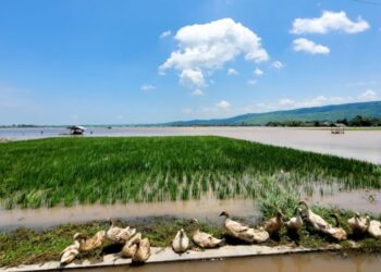 Sawah Terendam Banjir di Situbondo, Petani Dihantui Gagal Panen