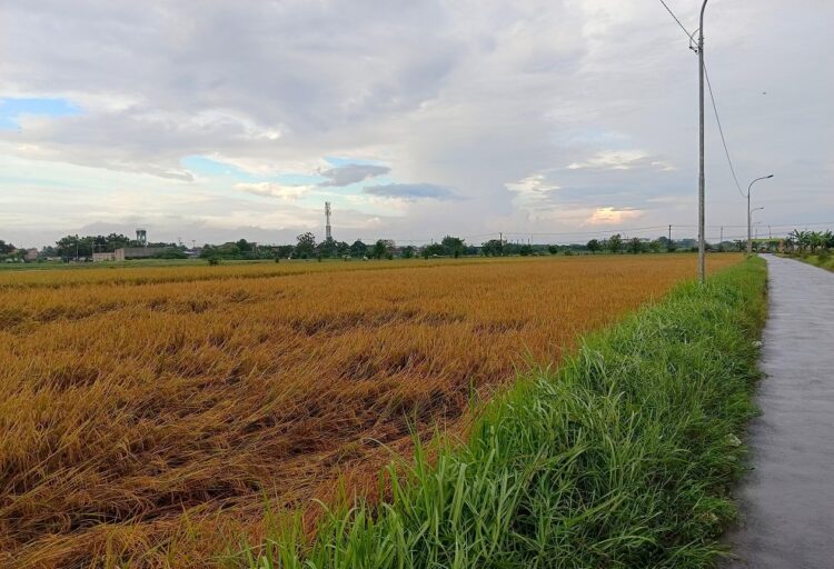 Bulog Masih Libur, Padi Siap Panen di Pekalongan Terbengkalai 1 Tanaman padi di wilayah Tirto, Kota Pekalongan yang mulai rebah akibat usia tanam yang melewati masa ideal panen, Jumat (4/4/2025). (Fahri Akbar | Lingkar.news)