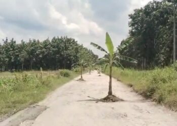 Warga menanam pohon pisang di sepanjang jalan rusak Cabak-Bleboh-Batas Bojonegoro. (Istimewa/Lingkar.news)