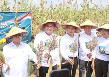 Pengembangan Sorgum di Blora Dapat Dukungan Mendes PDT