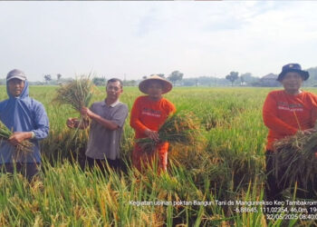 Senyum Lebar Petani Pati, Panen Tembus 10 Ton Per Hektar
