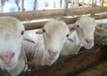 Peternak di Lebak dapat Bantuan 1.100 Domba Garut