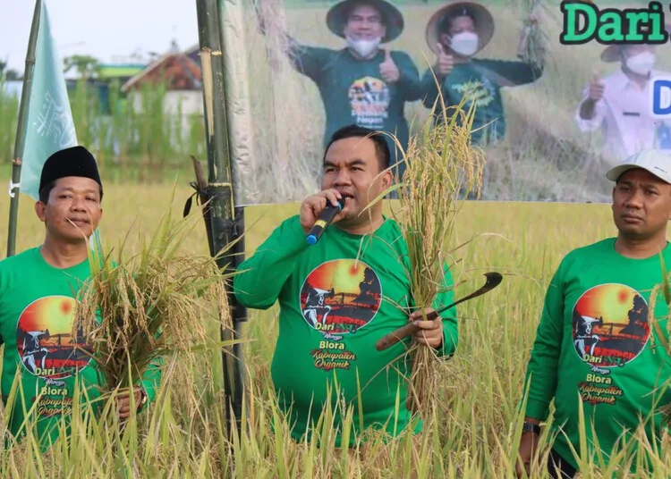 Bupati Blora, Arief Rohman, saat ikut panen raya padi beberapa waktu lalu. (Dok. Pemkab Blora/Lingkar.news)
