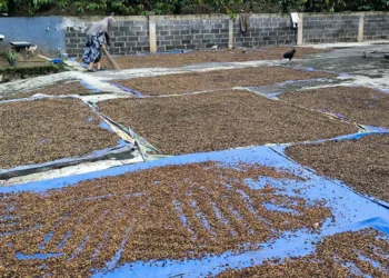 Awal Musim Panen, Harga Biji Kopi di Kendal Anjlok 25 Persen