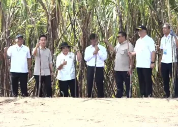 Kejar Swasembada Gula 2026, Pemerintah Targetkan Replanting Tebu 500 Ribu Hektare