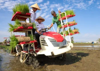 Pemprov Jateng Pulihkan 512 Hektare Lahan Pertanian Terdampak Banjir Demak