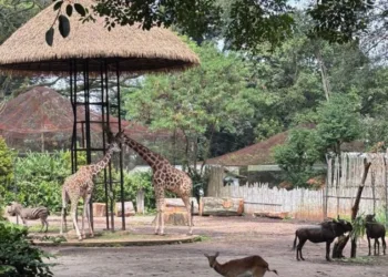 Nasib Satwa Bandung Zoo Usai Ditutup, Pemkot: Pakan dan Perawatan Ditanggung PKBSI