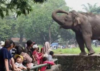 Pengelola Pastikan Harga Tiket Ragunan Tetap Terjangkau Meski Ada Kenaikan