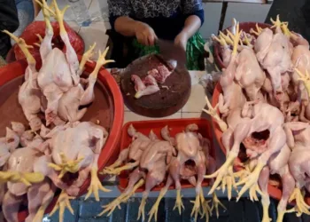 Harga Daging Ayam di Jateng Naik Dipicu Permintaan Luar Daerah Meningkat