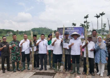 Dukung Swasembada Gula, Kelompok Tani di Bantul Perdana Tanam Tebu