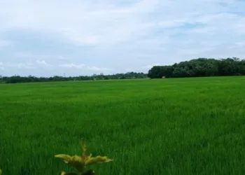 Pemkab Lebak Larang Alih Fungsi Lahan Sawah Jadi Perumahan