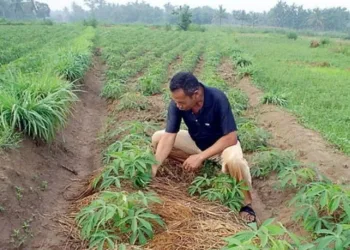 Pemerintah Petakan Lahan Singkong untuk Rencana BBM Bioetanol
