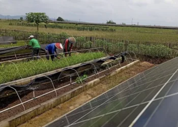 Energi Surya Ubah Wajah Pertanian Desa Kalijaran Cilacap
