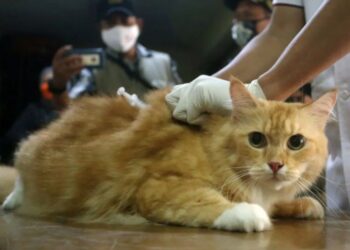 Larangan Jual Beli Daging Anjing dan Kucing Resmi Berlaku di Jakarta
