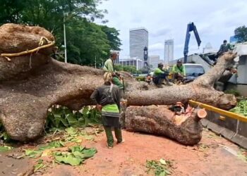 Pohon Tumbang Dekat Bundaran Senayan Jaksel, Operasional MRT Terganggu
