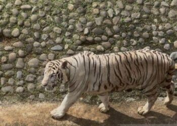 Disorot karena Titip Harimau di Ragunan, Ini Pengakuan Pramono