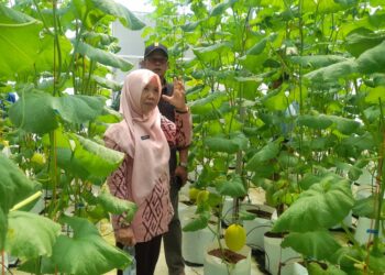 Teknologi Smart Screen House Dorong Peningkatan Produksi Melon di Kendal