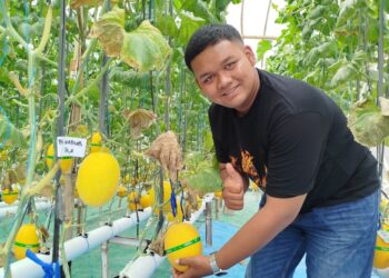 Maksimalkan Lahan Pekarangan, Warga Blora Berhasil Tanam Melon Hidroponik 