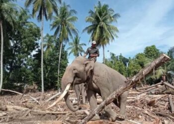 Gajah Sumatra Dikerahkan Bersihkan Puing Kayu Usai Banjir Aceh, Ini Kata Kemenhut
