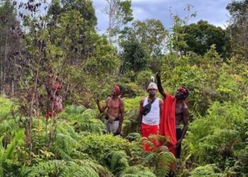 Industri Dilarang Ambil Kayu dari Wilayah Adat Papua Barat Daya