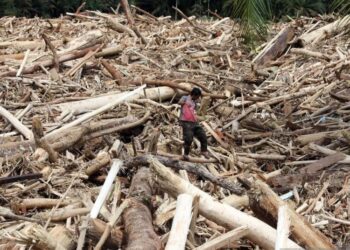 Kemenhut: Tak Ada Izin Penebangan Kayu yang Dikeluarkan di Tapsel Sejak Juli 2025