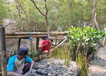 Terminal Petikemas Surabaya Kembangkan 10 Ribu Bibit Mangrove untuk Pesisir