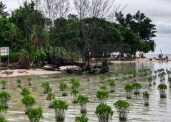 Pemprov DKI Jakarta Siapkan Regulasi untuk Lindungi Ekosistem Mangrove