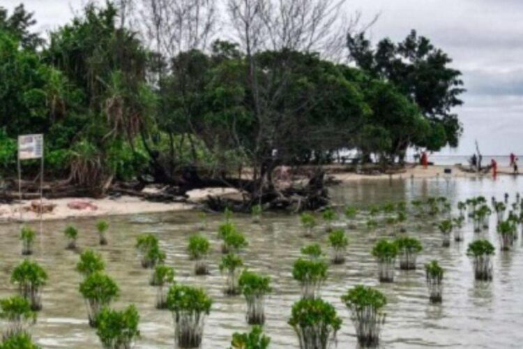 Penanaman bibit mangrove di kawasan Pulau Biawak, Pulau Pari,
Kabupaten Kepulauan Seribu. (Antara)