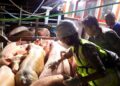 ASF Mewabah di Spanyol, Daging Babi Impor Dilarang Masuk Indonesia 3 ASF Mewabah di Spanyol, Daging Babi Impor Dilarang Masuk Indonesia