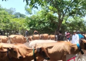 Vaksinasi PMK di Dompu Capai 36.300 Ekor Ternak Sepanjang 2025