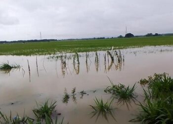 Banjir di Kabupaten Pati merendam 340 hektare lahan pertanian, petani terancam gagal panen dan rugi ratusan juta rupiah.