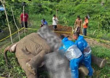 BKSDA Aceh melaporkan kasus kematian gajah sumatra akibat tersengat listrik di Aceh Tengah ke polisi.