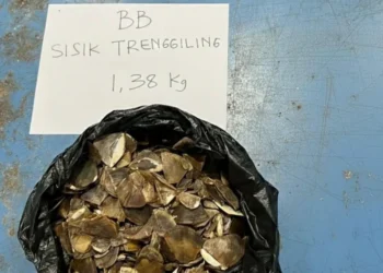 Gakkum Kemenhut berhasil menggagalkan perdagangan ilegal 1,38 kg sisik trenggiling di Sintang, Kalbar.