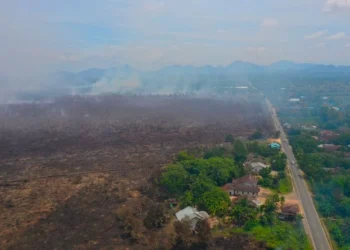 WALHI Kalimantan Barat mencatat 1.316 titik panas kebakaran hutan dan lahan di kawasan gambut Kalbar sepanjang Februari 2026.