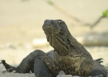 Polisi ungkap jaringan internasional penyelundupan komodo dari NTT ke Thailand.