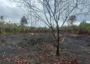 Polres Bengkalis menangkap pelaku pembakaran lahan seluas 35 hektare di kawasan hutan Rupat Utara.