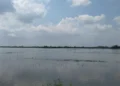 Banjir di Demak merendam 671 hektare sawah, Desa Trimulyo dan Sidoharjo menjadi wilayah terdampak paling parah akibat tanggul jebol.