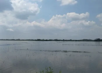 Banjir di Demak merendam 671 hektare sawah, Desa Trimulyo dan Sidoharjo menjadi wilayah terdampak paling parah akibat tanggul jebol.