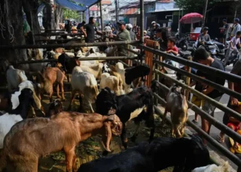 Gubernur DKI Jakarta Pramono Anung menyebut harga hewan kurban yang stabil membuat sejumlah daerah membeli sapi dan kambing kurban di Jakarta.