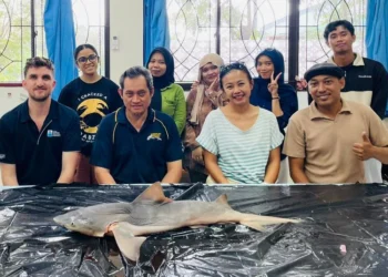 Tim peneliti Unhas dan mitra internasional menemukan kembali populasi Hiu Gangga yang nyaris punah di perairan Sungai Sesayap, Kalimantan Utara.