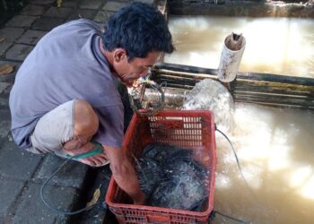 Antisipasi El Nino, DKP Mataram Antisipasi Pasokan Air Budidaya Ikan Tawar